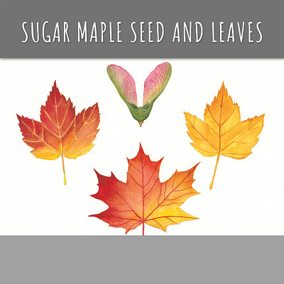 Sugar Maple Seed with Leaves