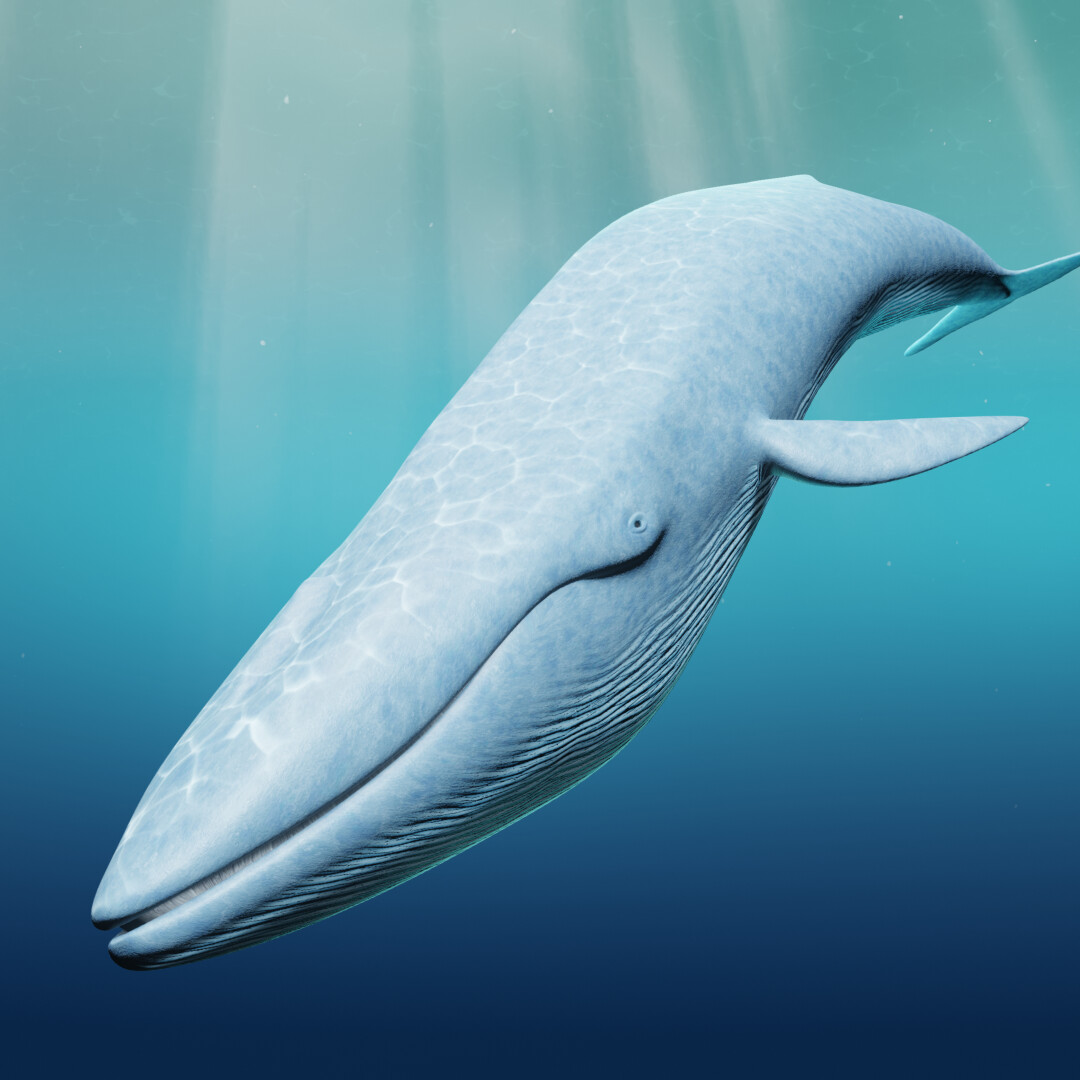 ArtStation - Blue Whale