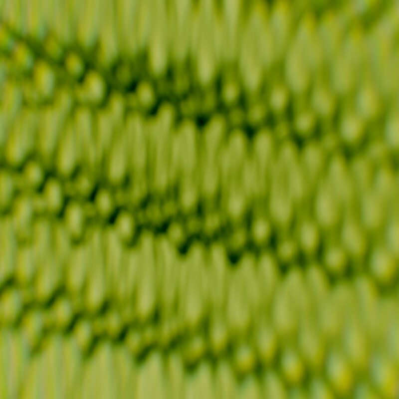 Palisade Mesophyll