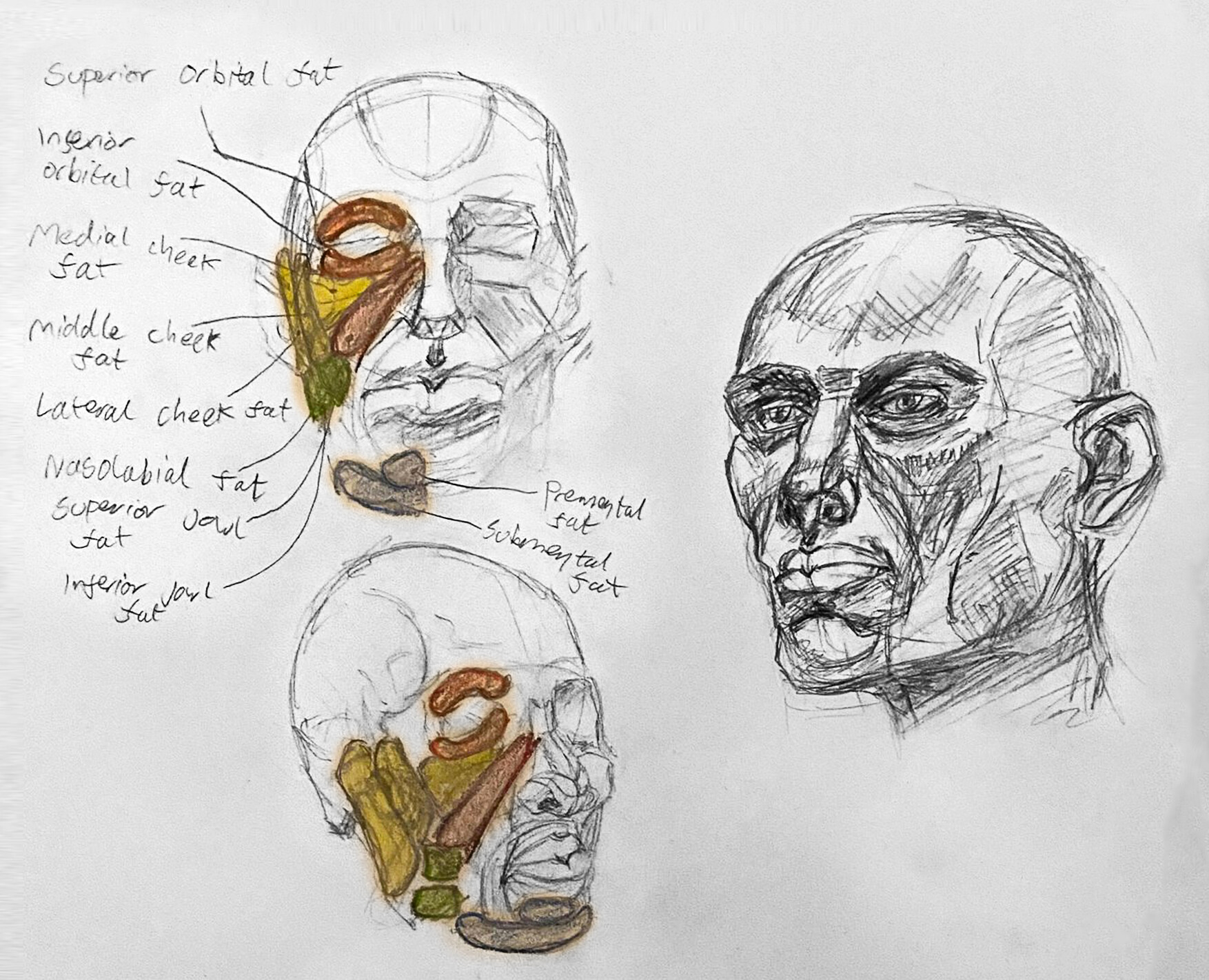 ArtStation - Anatomy Practice Sketchbook Dump - Head and Facial Features