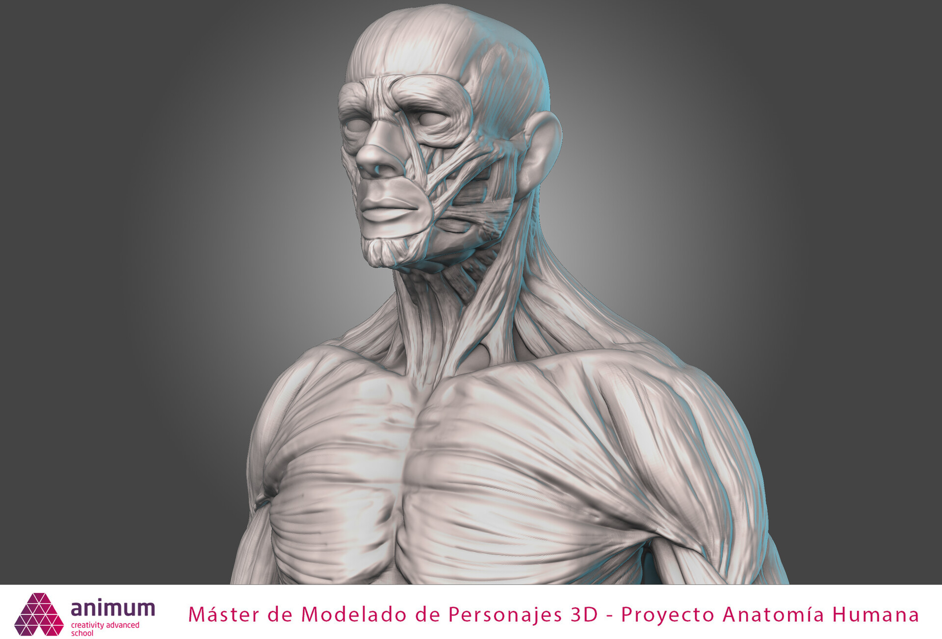 ArtStation - Male Anatomy Ecorché