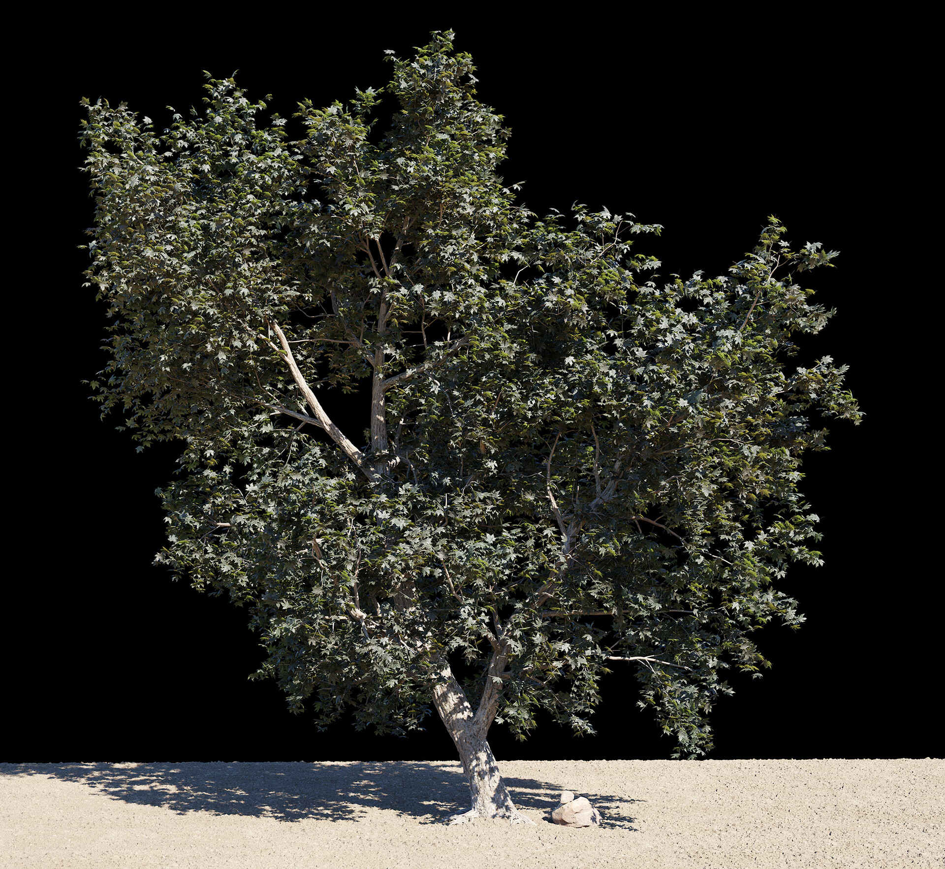 ArtStation - 3D tree model and animation with different lighting scenarios