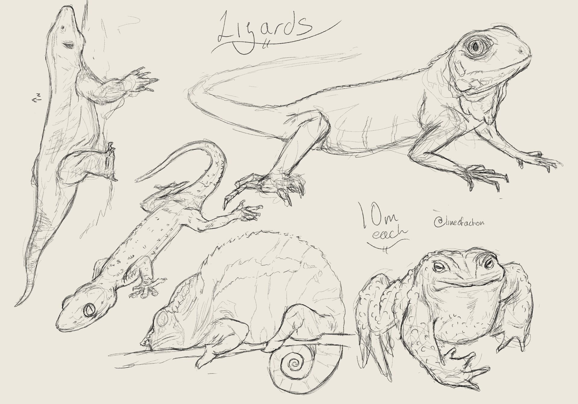 ArtStation - Some Animal Sketches