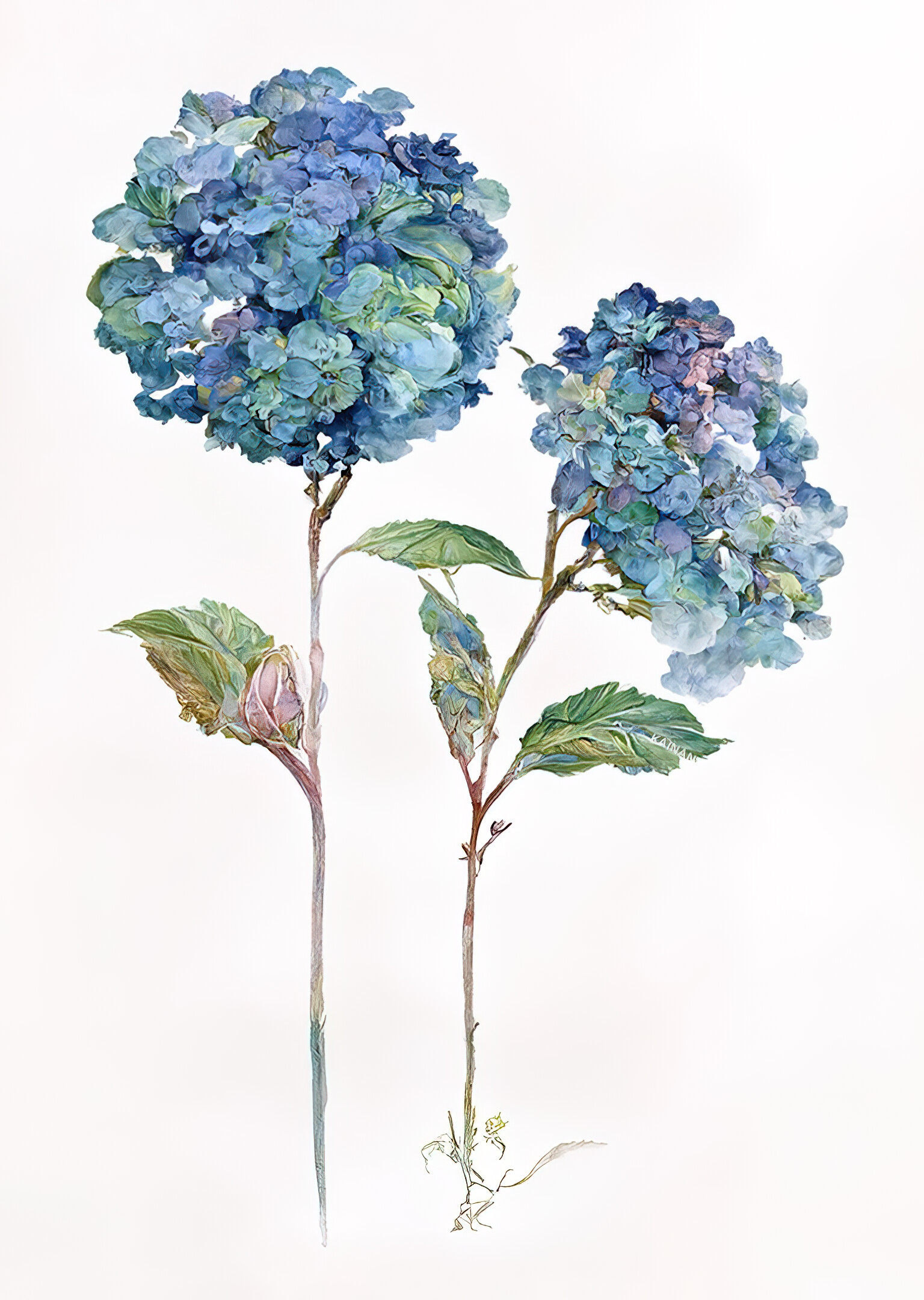 ArtStation - Hydrangeas