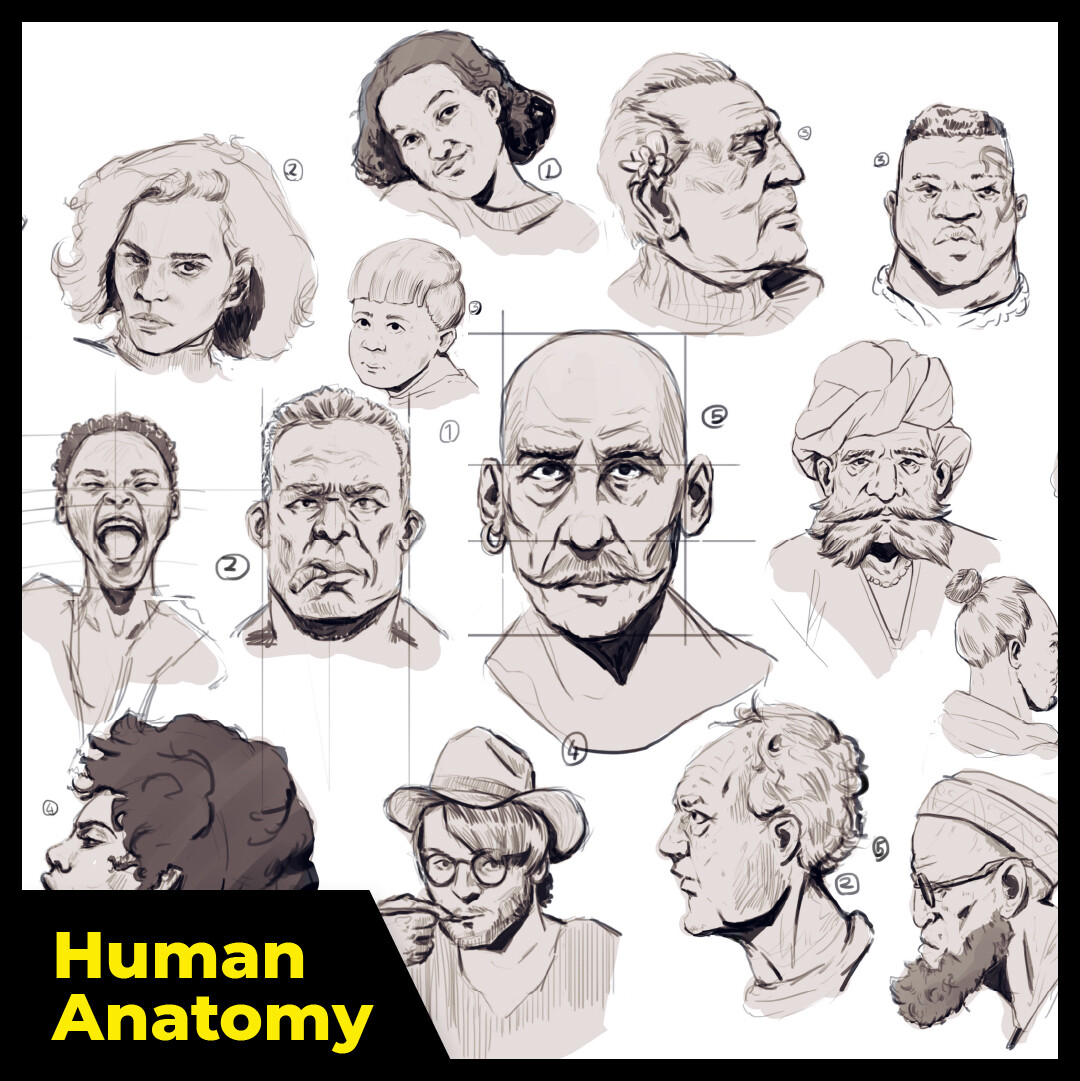 ArtStation - Human Anatomy