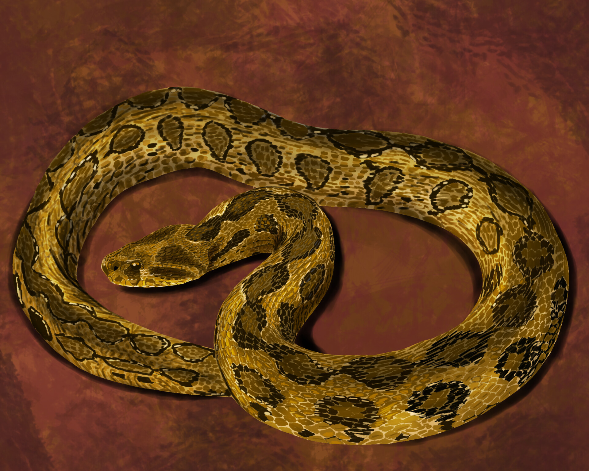 Sahil - Russell's Viper