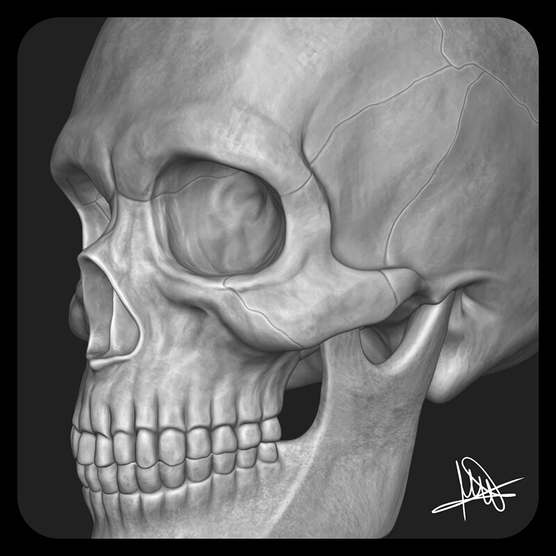 Human Anatomy Study ~ Skull 