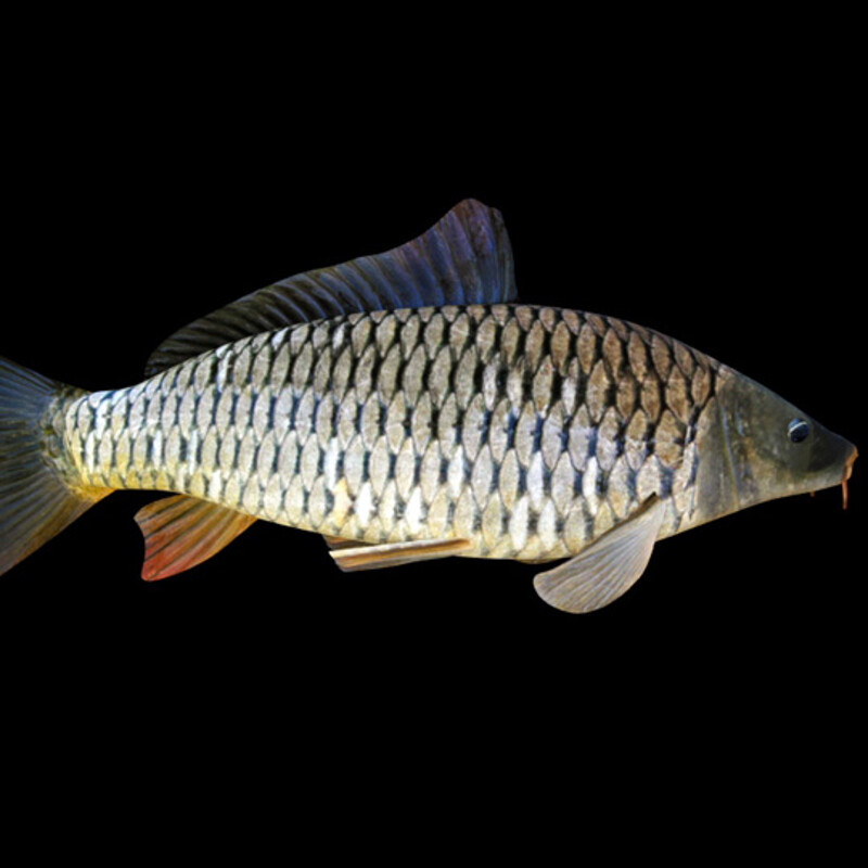 Common Carp low Poly Model