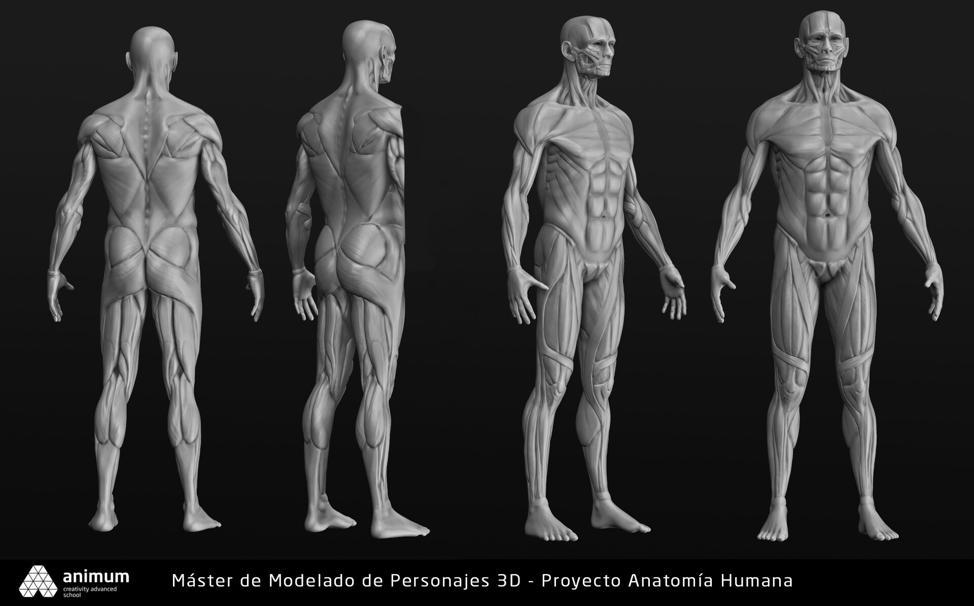 ArtStation - Ecorche - Human anatomy