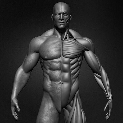 Yacine brinis yacine brinis male human muscles 3d model sculpted by yacine brinis 001