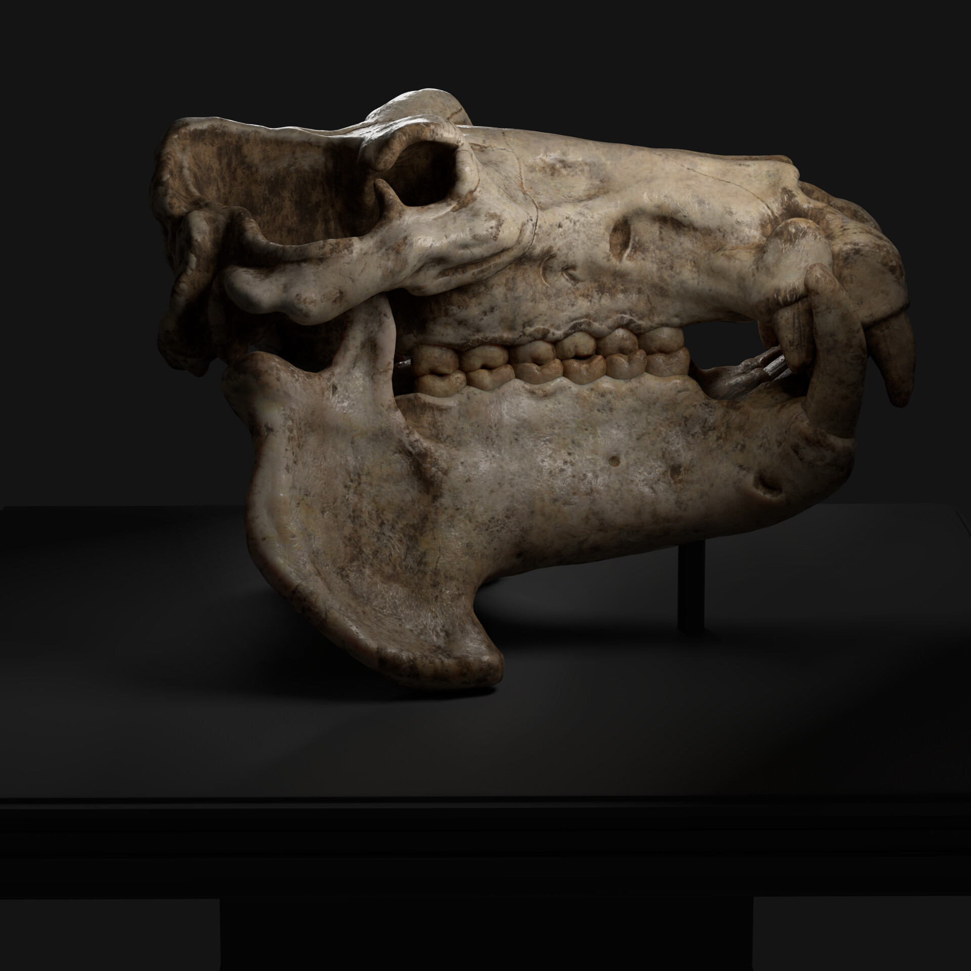 ArtStation - Hippo Skull
