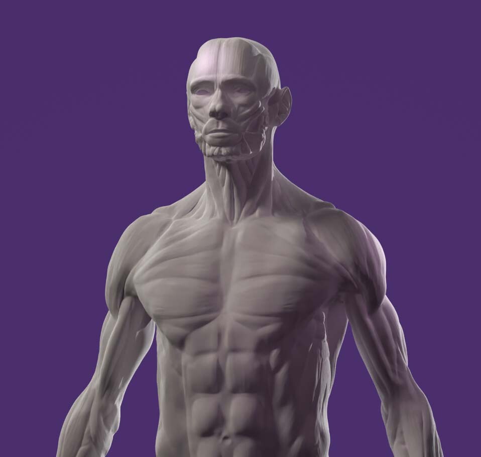 ArtStation - Human anatomy muscles study