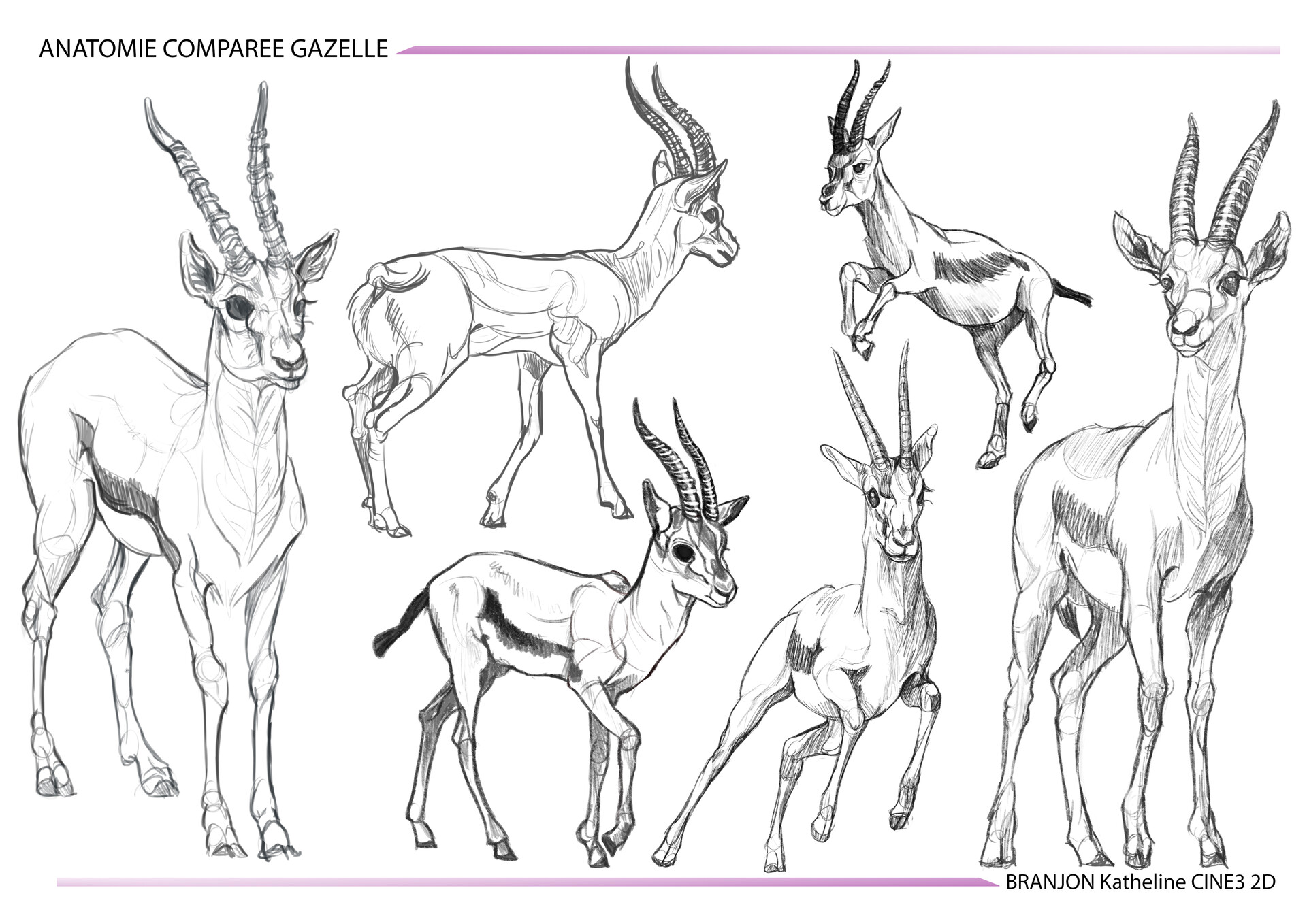 ArtStation - Gazelle Compared Anatomy