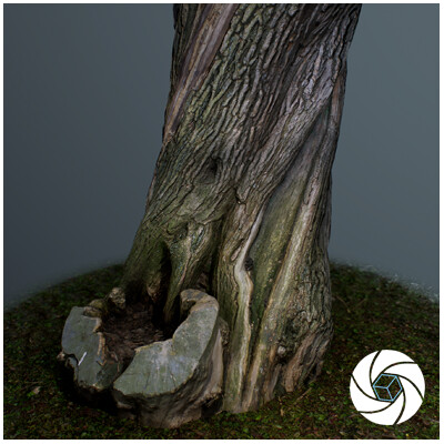 Artstation - Scan Tree Trunk