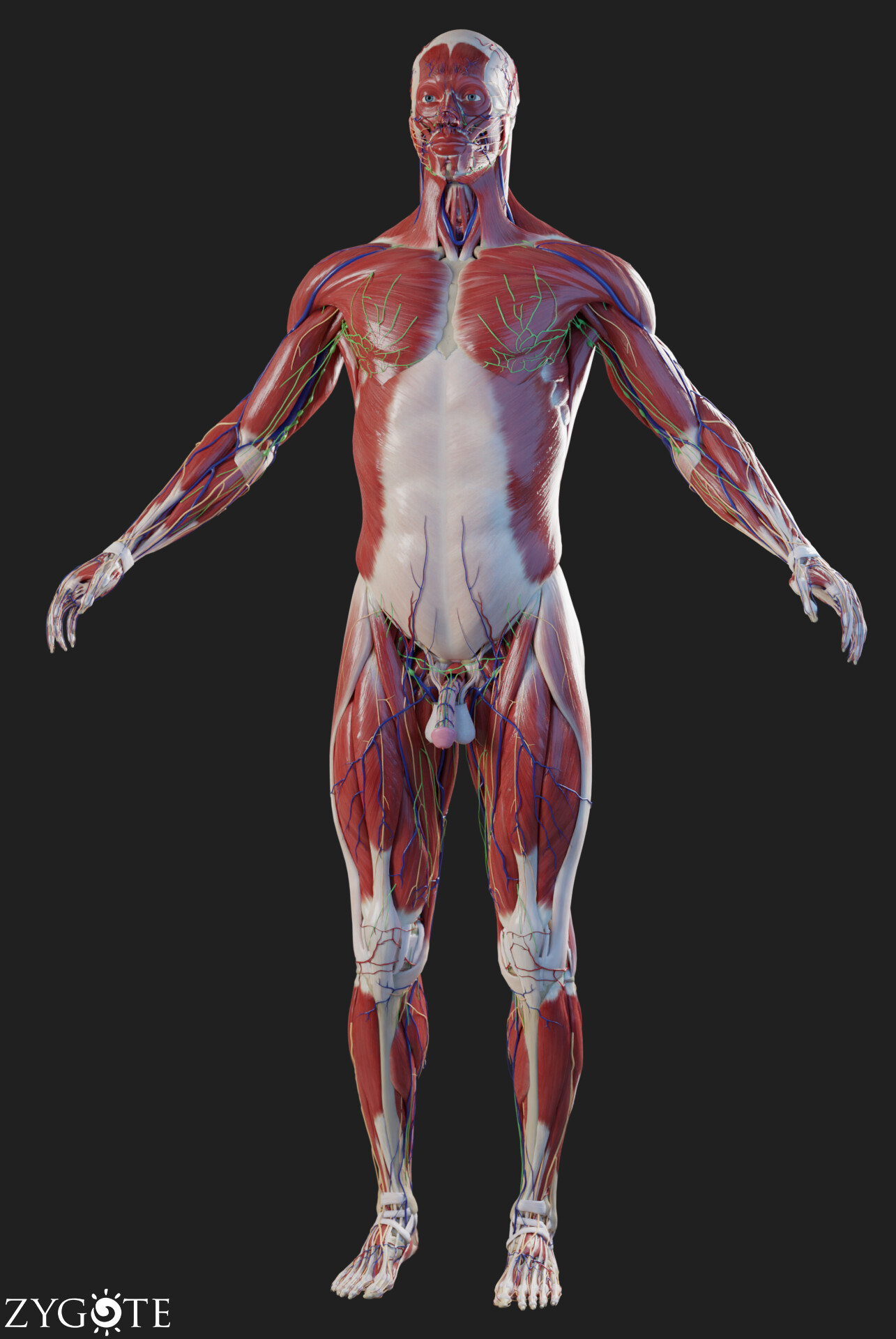 ArtStation - Anatomy Collection