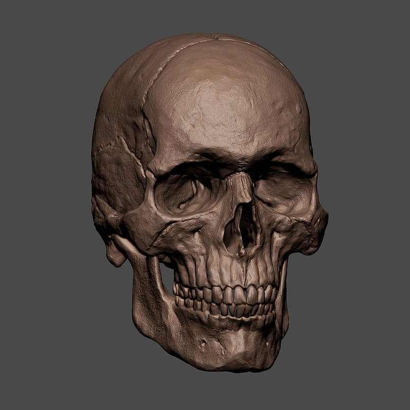 Skull Study 