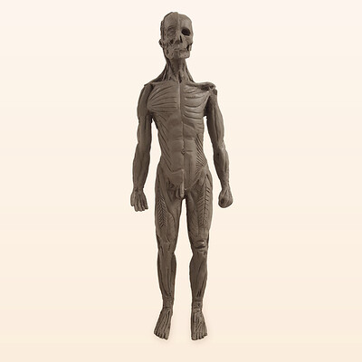 Anatomical Figure Sculpt