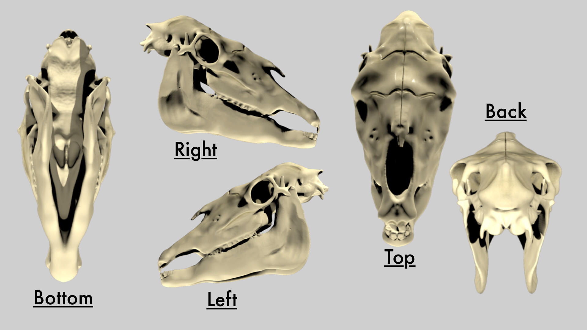 ArtStation - Horse Skull Sculpt