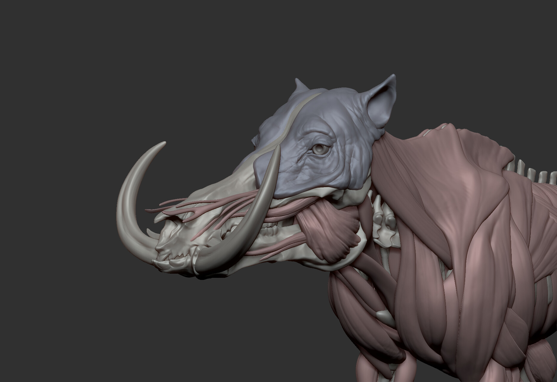 ArtStation - Boar hybrid muscle WIP