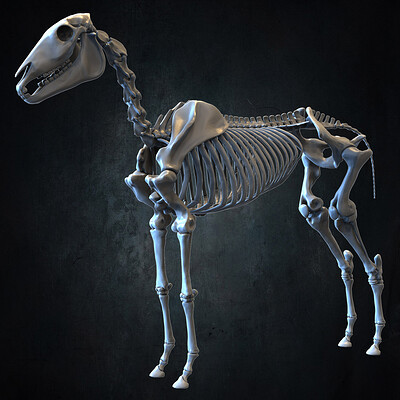 Yacine brinis yacine brinis highly detailed horse skeleton 3d model sculpted by yacine brinis set 072