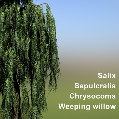 Remco liqui lung remco liqui lung salix sepulcralis chrysocoma treurwilg cover