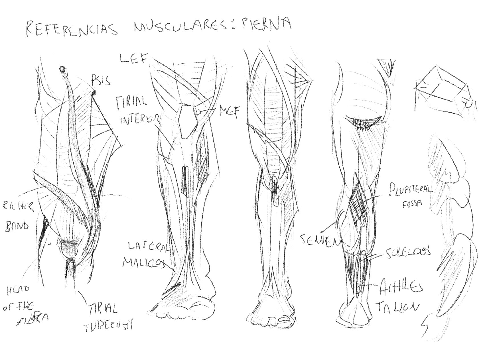 ArtStation - 04 P2023 Estudio de Referencias Musculares: Pierna