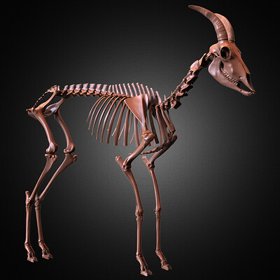 Yacine brinis yacine brinis mountain goat skeleton 3d model sculpted by yacine brinis set 041