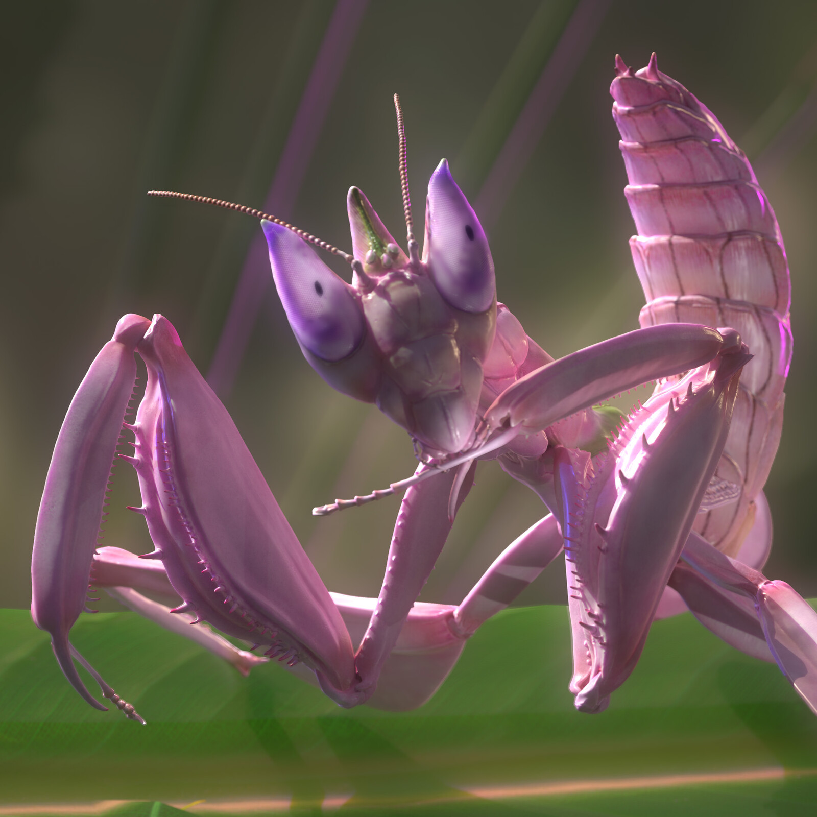 Orchid mantis : Hymenopus coronatus