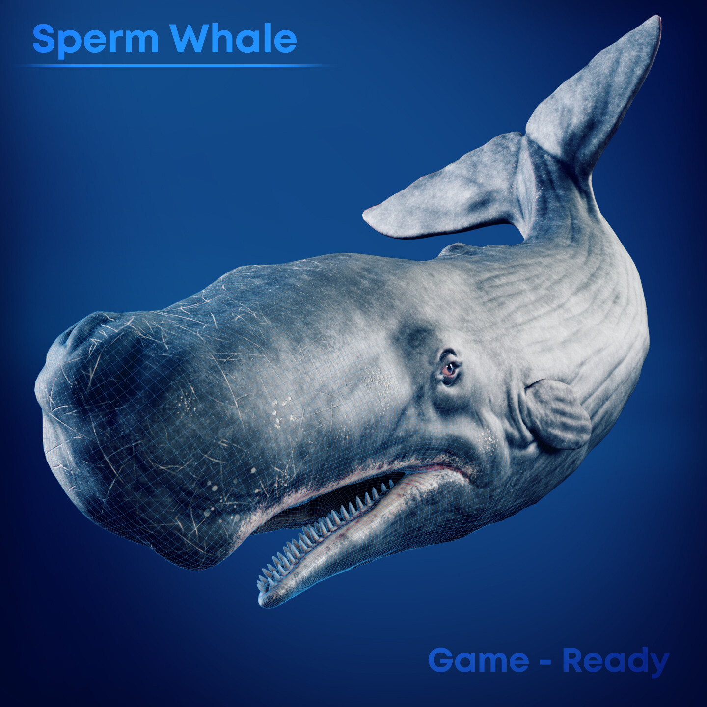 ArtStation - Sperm Whale | Game Ready