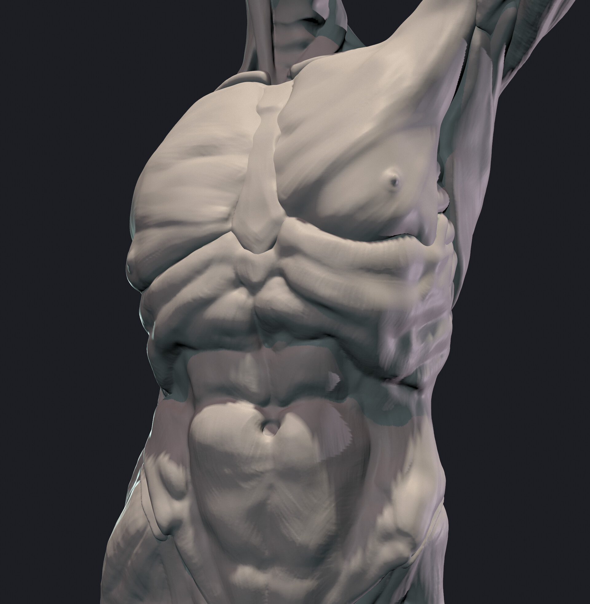 ArtStation - Ecorche
