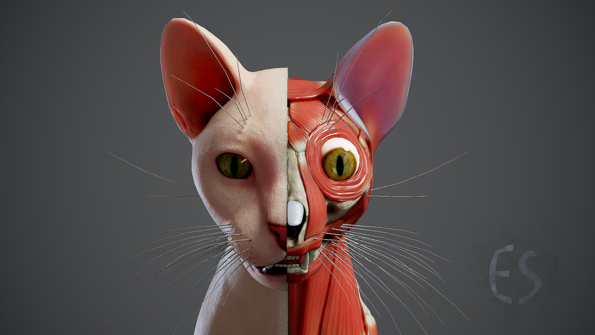 Sergey Egelsky Cat Anatomy