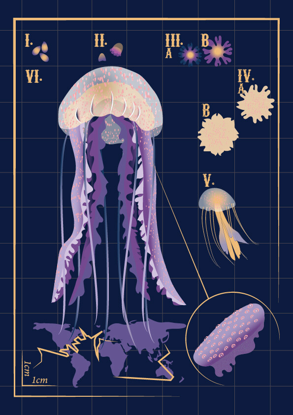 ArtStation - Pelagia noctiluca Jellyfish - animation