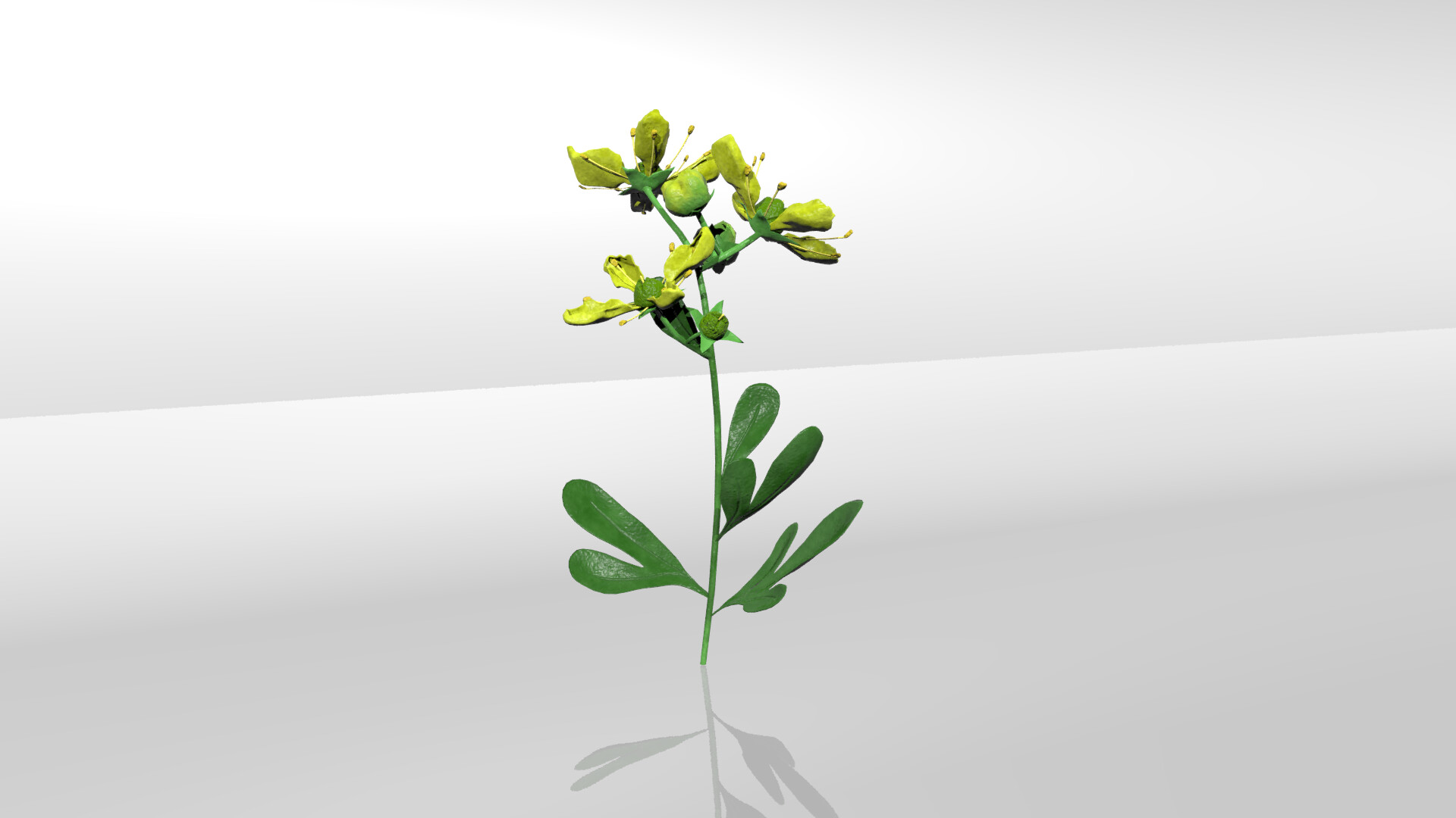 ArtStation - Rue flower