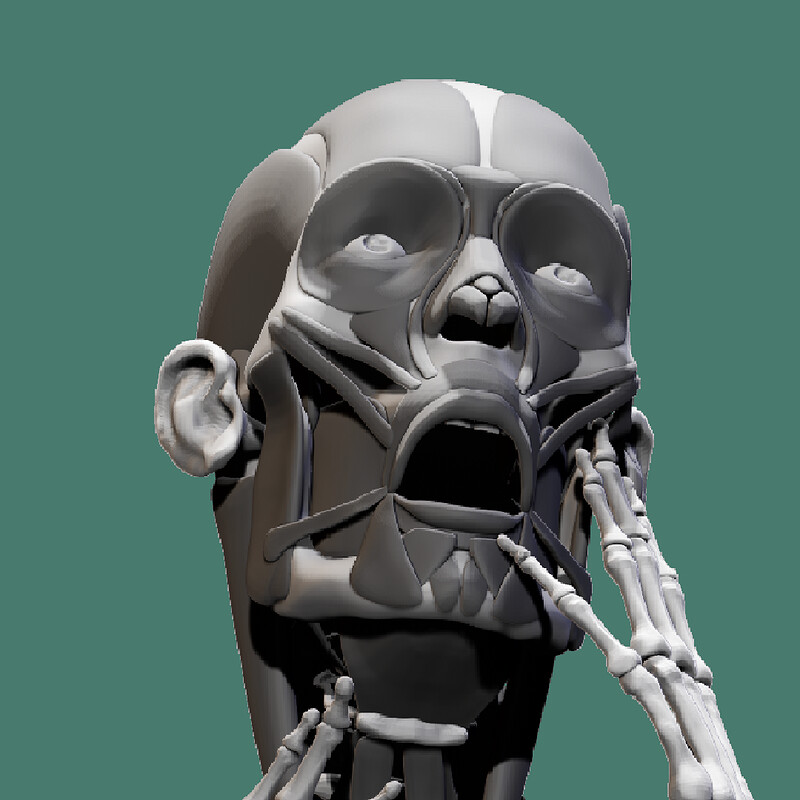 Head Muscles & Expressions Study