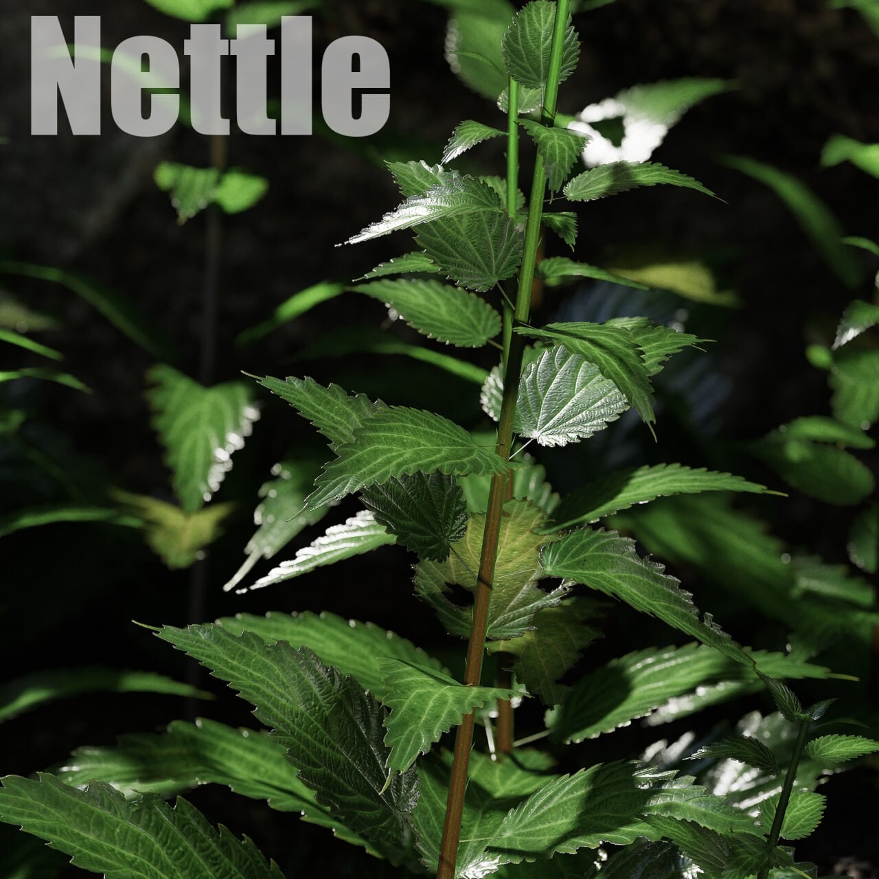 Artstation Nettle