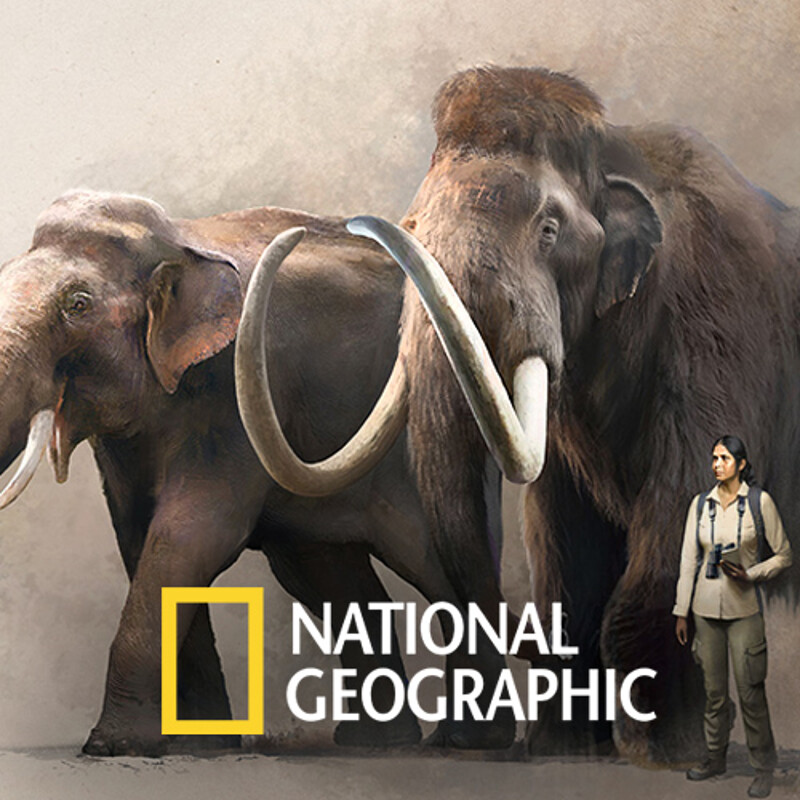 National Geographic : Elephants