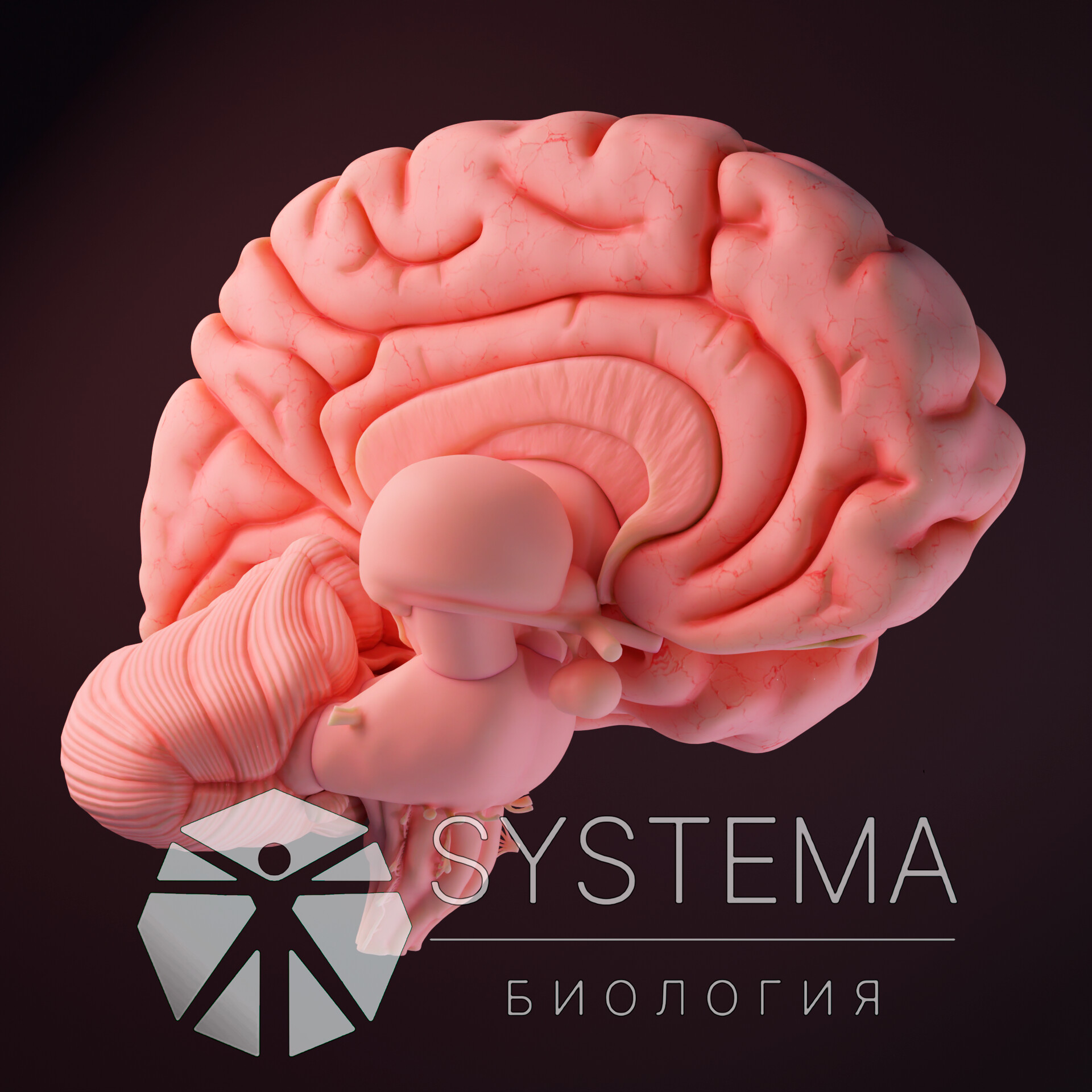 ArtStation - Brain