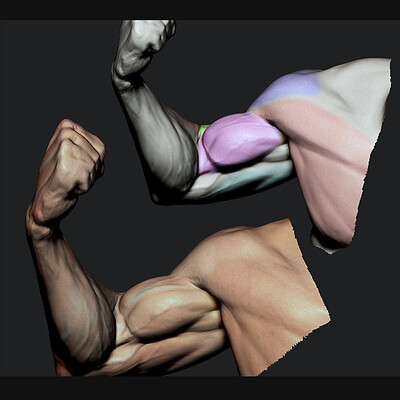Arms Motion study - Timelapse [Zbrush]