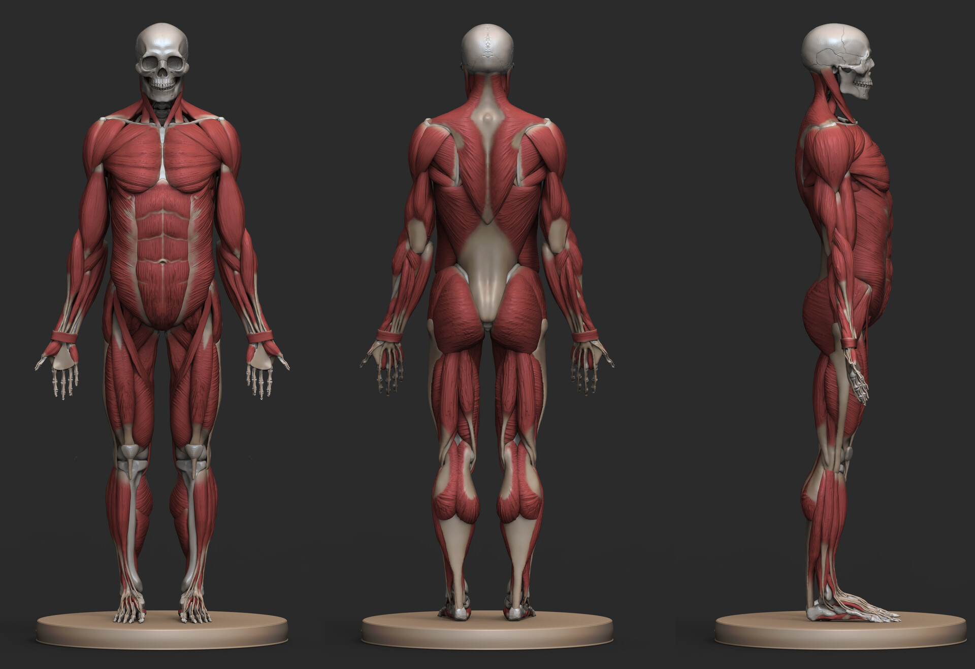 ArtStation - Male Anatomy Study