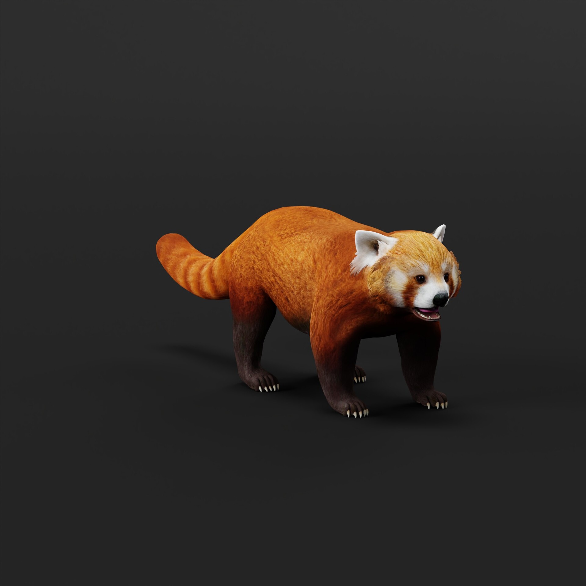 ArtStation - Red Panda Mammal