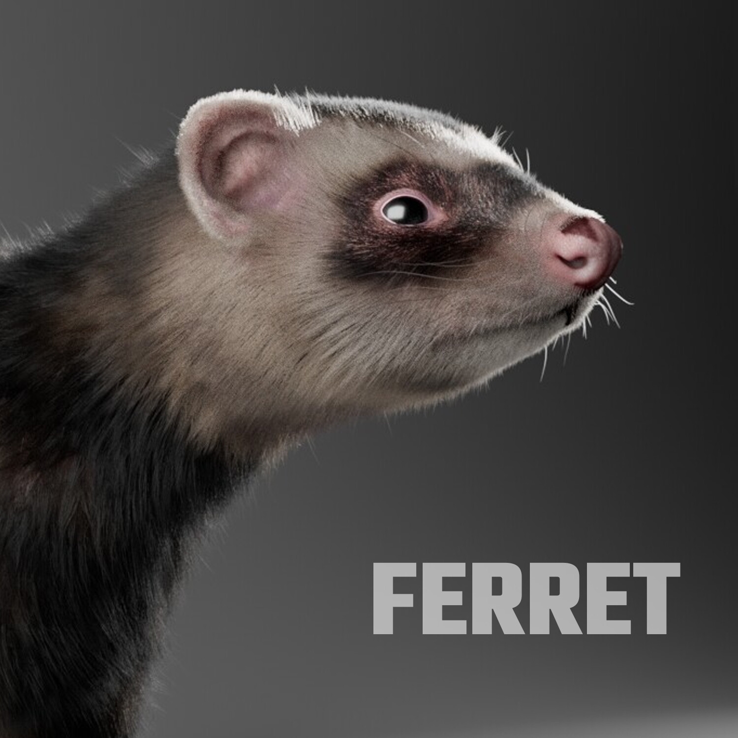 ArtStation - Ferret groom Houdini