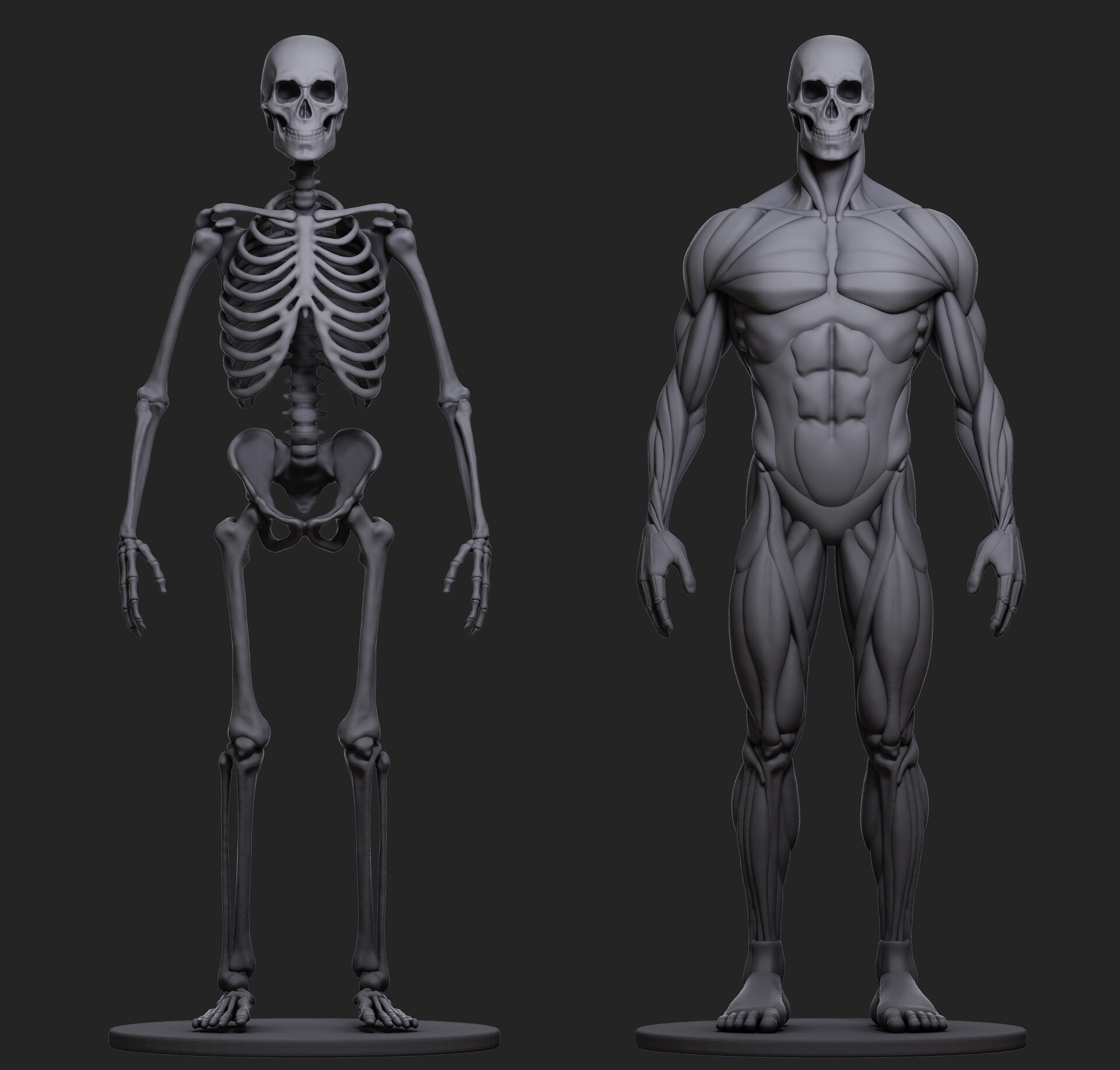 ArtStation 人体解剖