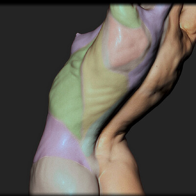 Torso Anatomy Animaiton [Zbrush]