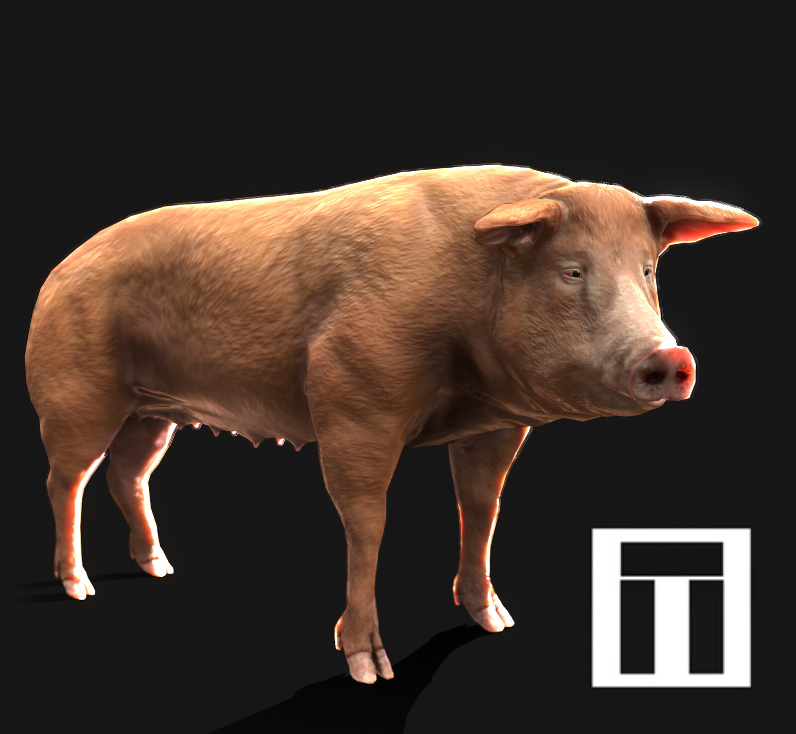 Tamworth Pig