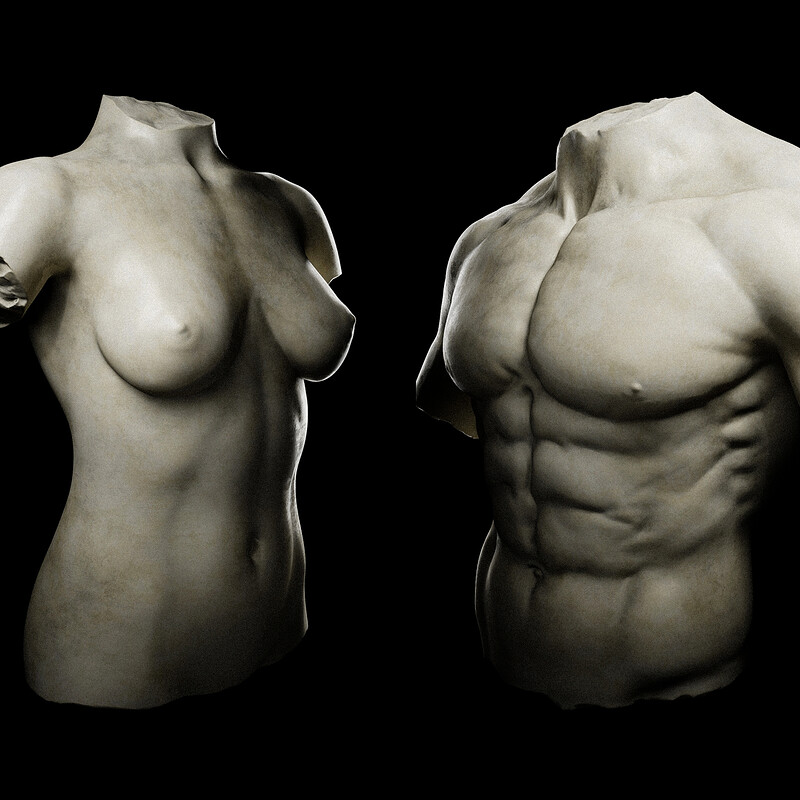 Torso Studies