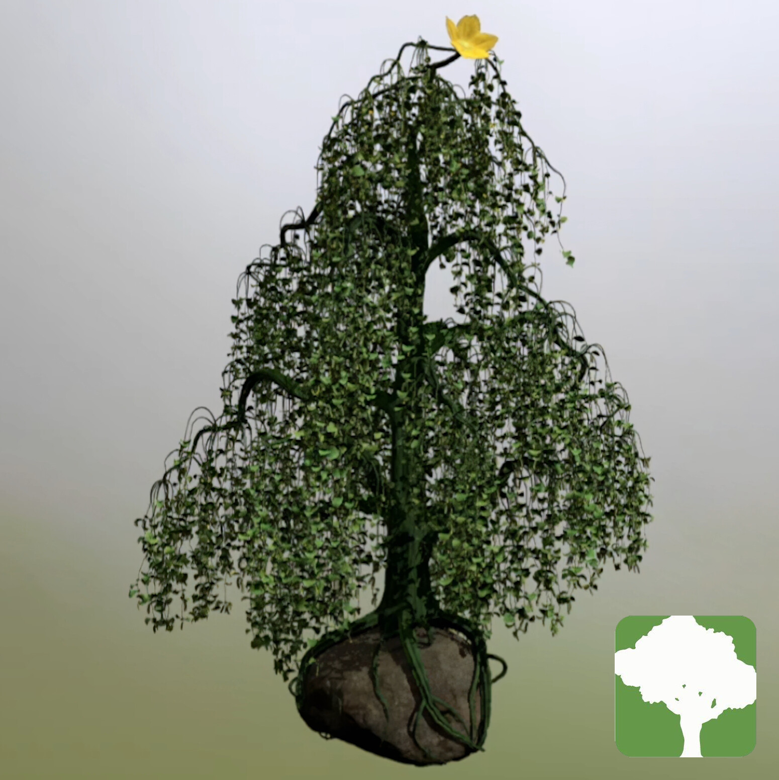 ๐ฏ๐๐๐๐๐๐๐ - Cucumber Tree