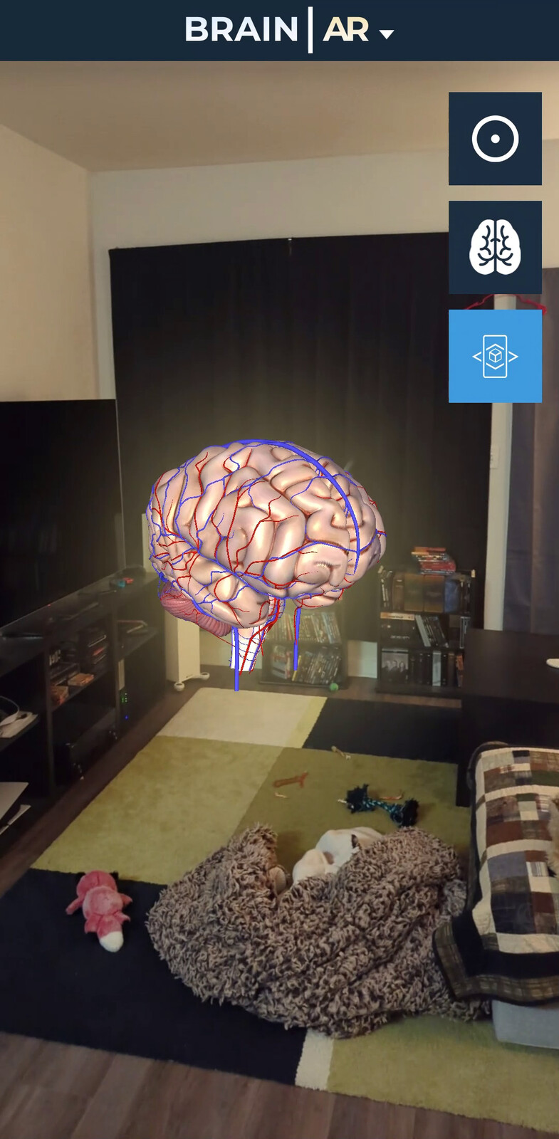 Brain AR