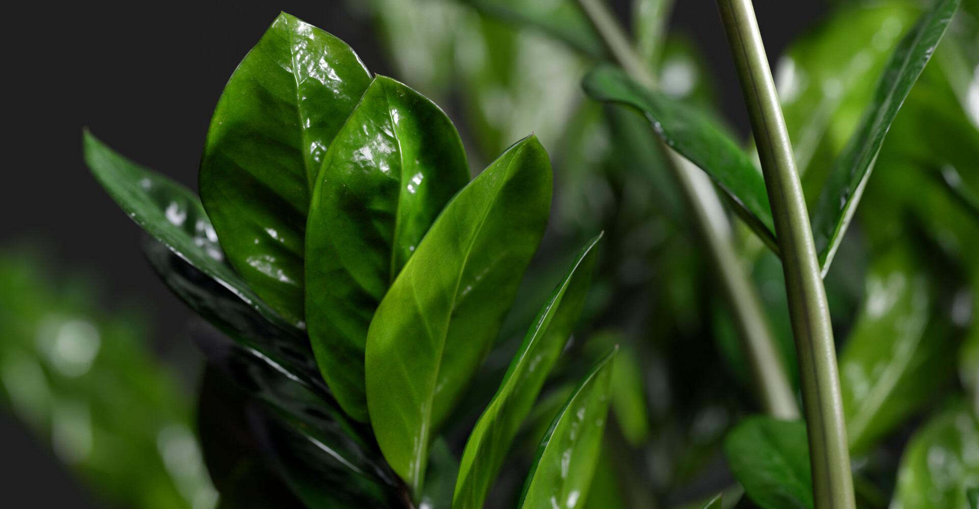 Artstation zamioculcas 3d plant textures