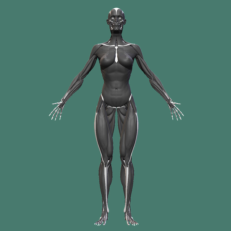 Female Ecorche Study