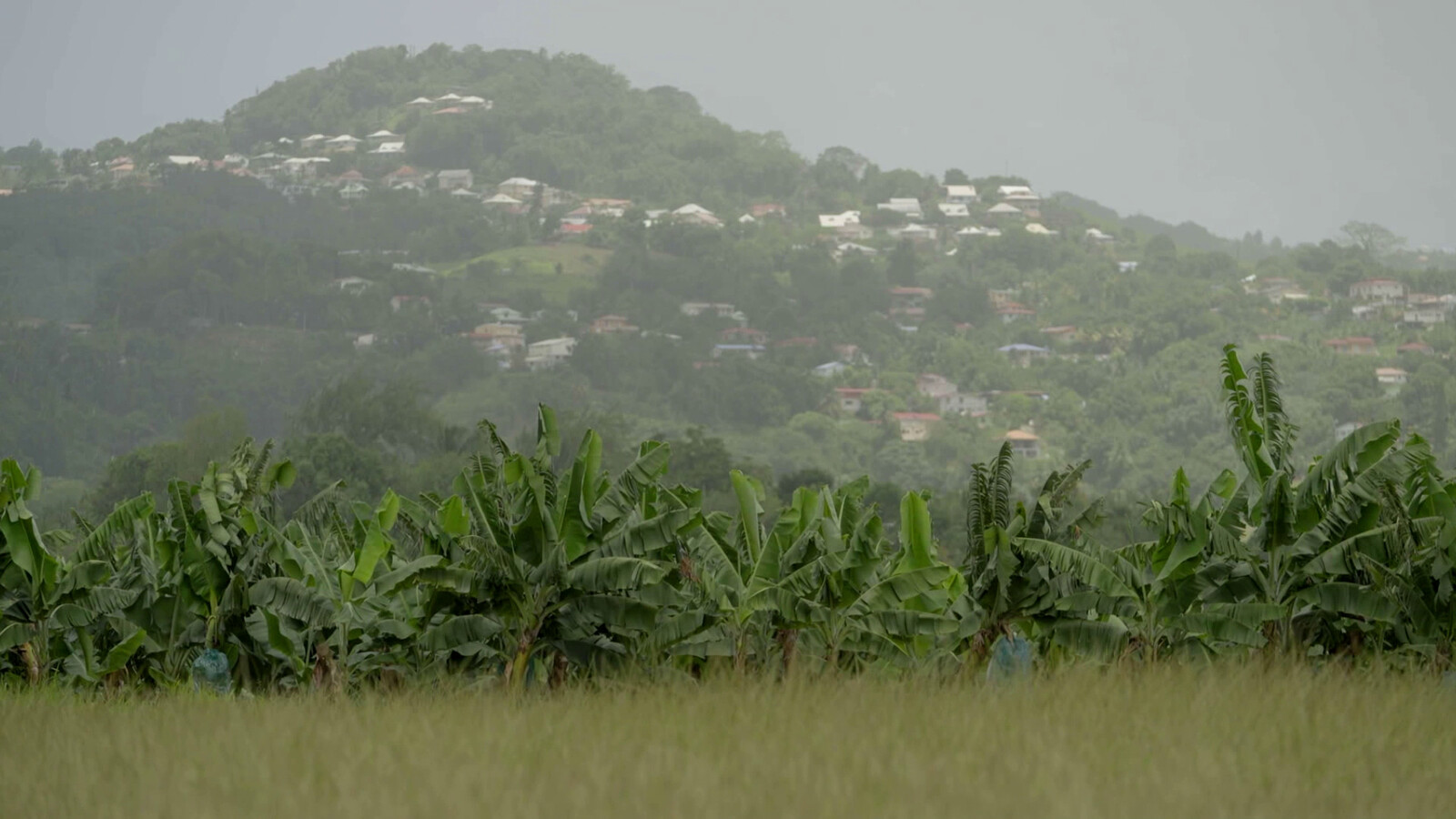 Les Antilles empoisonnées, la banane et le chlordécone